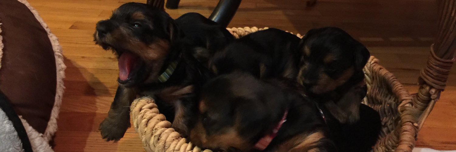 Amy Christopher-Neem banner