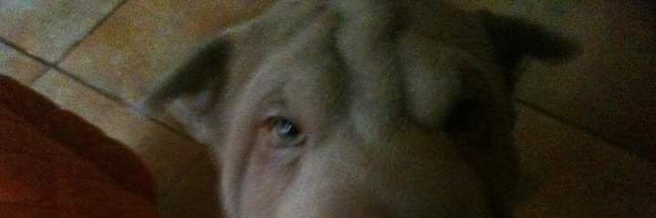 carolas20's profile banner image