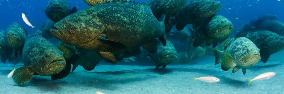 Dr. Sarah Frias-Torres banner