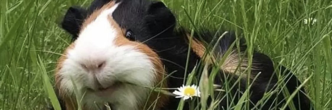 dixieebun's profile banner image