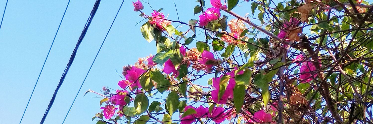 echahayon's profile banner image