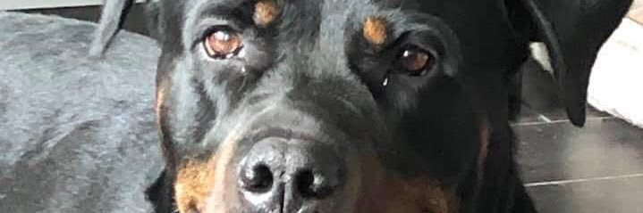 FHovington's profile banner image