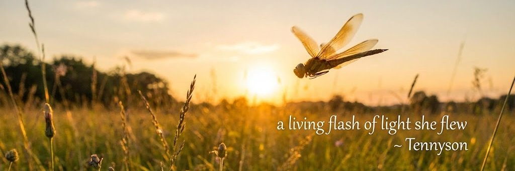 CC ~ AF banner