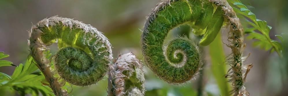 OhioBioSurvey's profile banner image