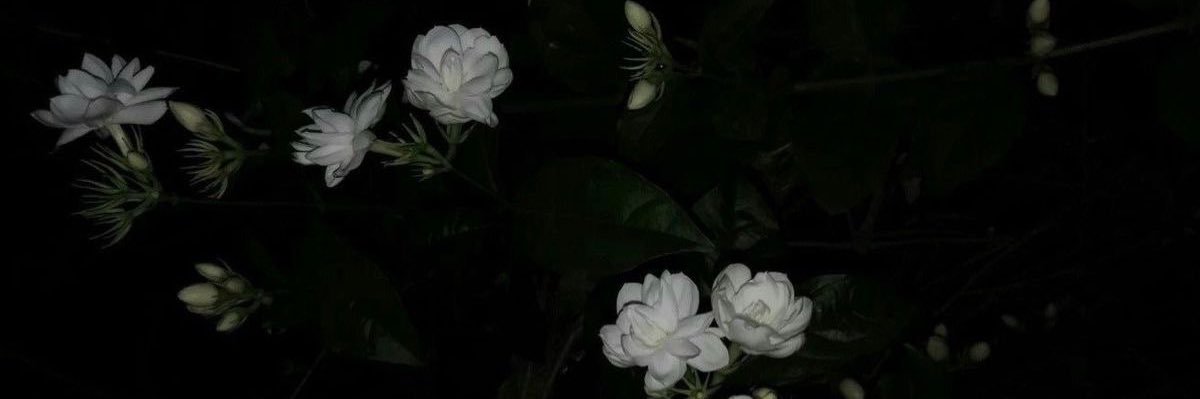 melaaanthony's profile banner image