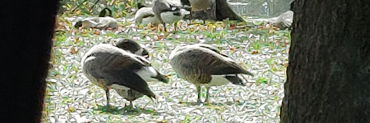 Robinson Diaz banner