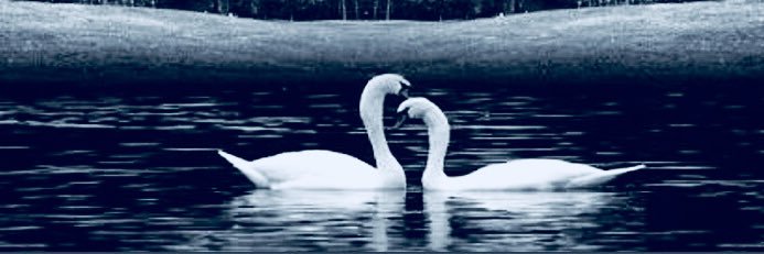 __Cisne__'s profile banner image