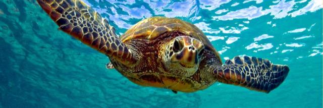 Kimberly Magro banner