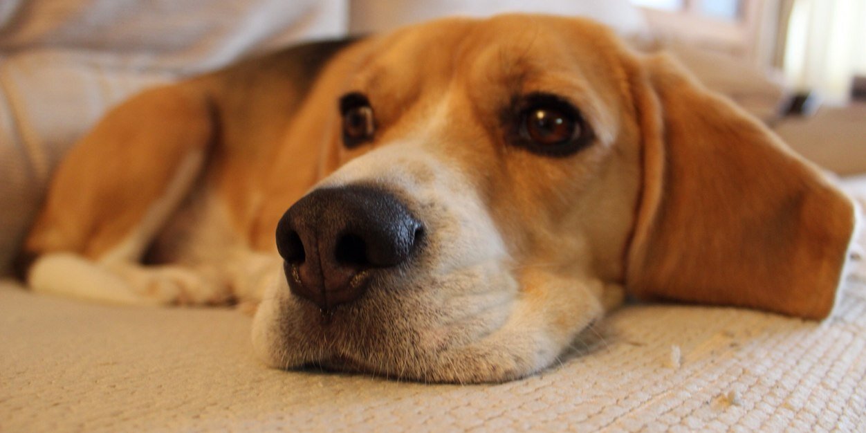 Indy_Beagle's profile banner image