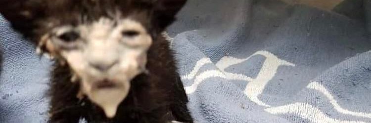TheJabicus's profile banner image