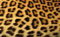 ShAneL128's profile banner image