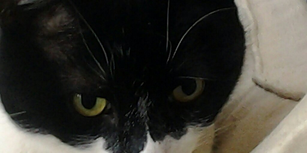 serph319's profile banner image