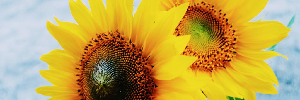maddyelise's profile banner image