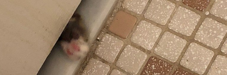 Mikey_Nathan's profile banner image