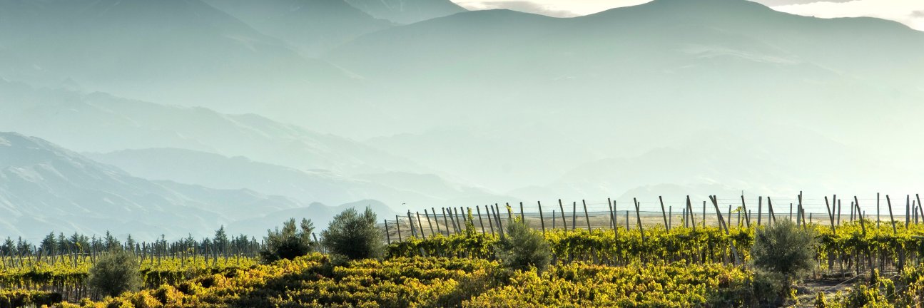 BBS Wine banner