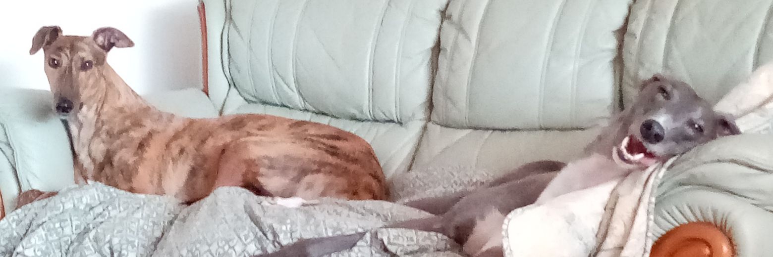 ChirpylesCox's profile banner image