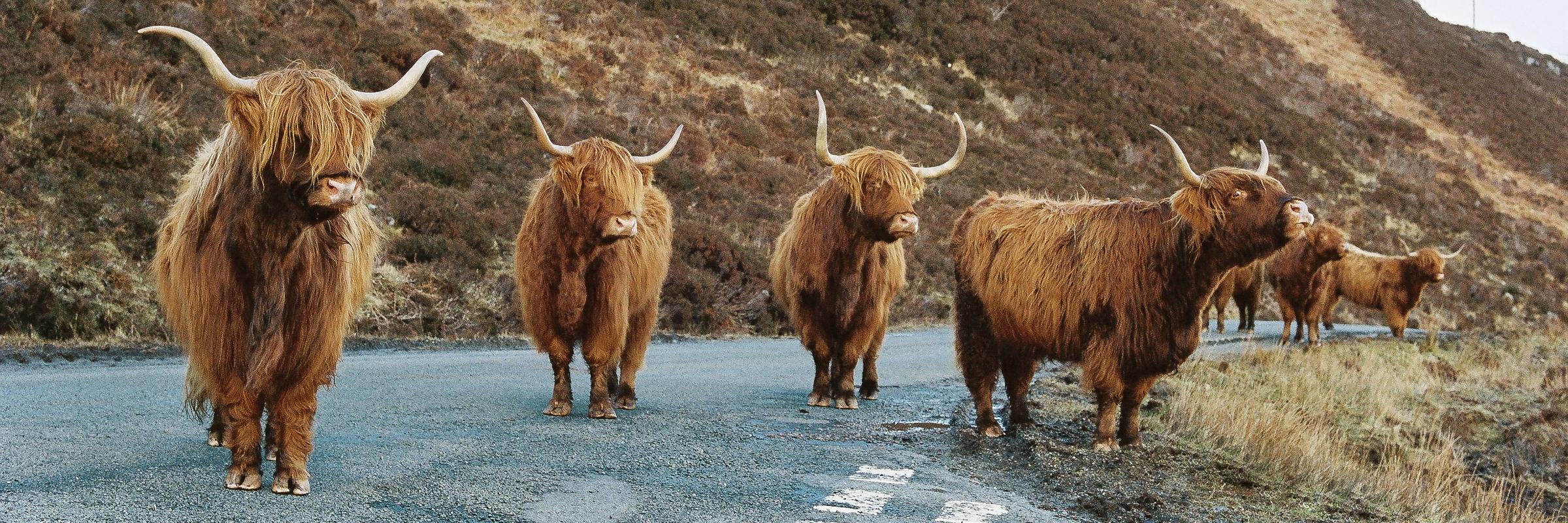 Ray Bobrownicki banner