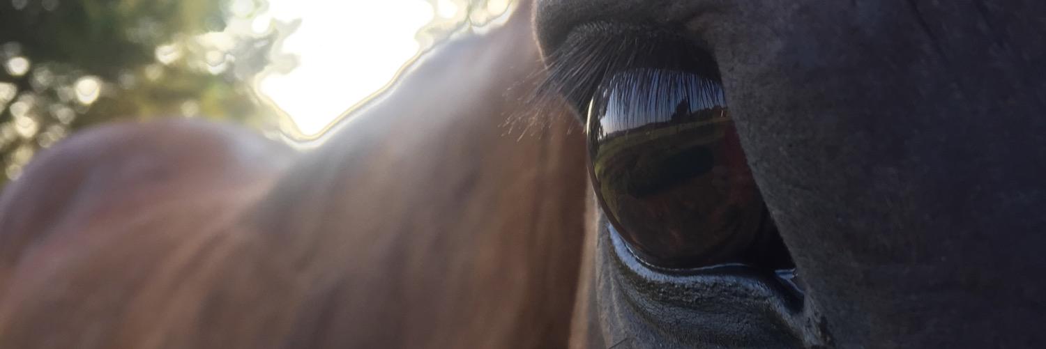 Shults95's profile banner image