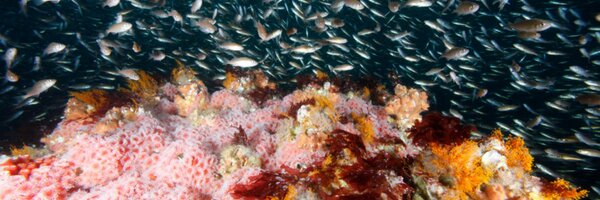 PacificCouncil Profile Banner