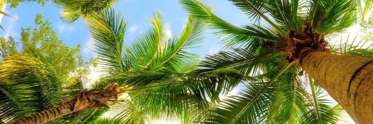 t. banner