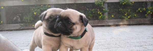 shadow crungler banner