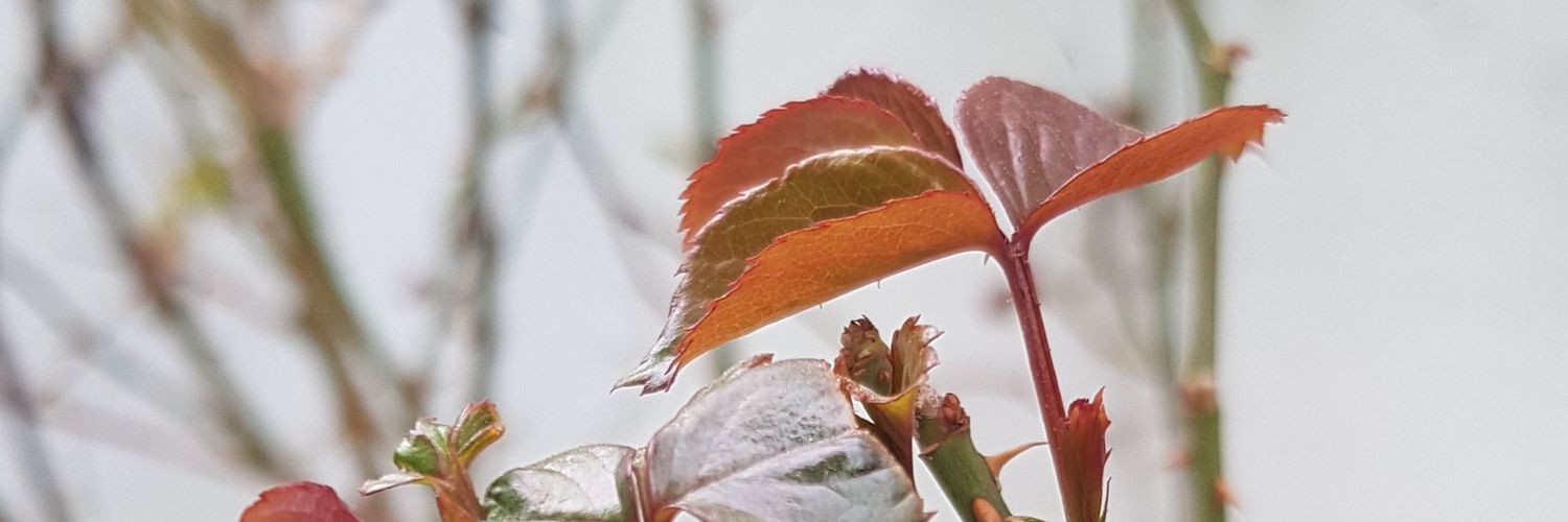 obaydaht's profile banner image