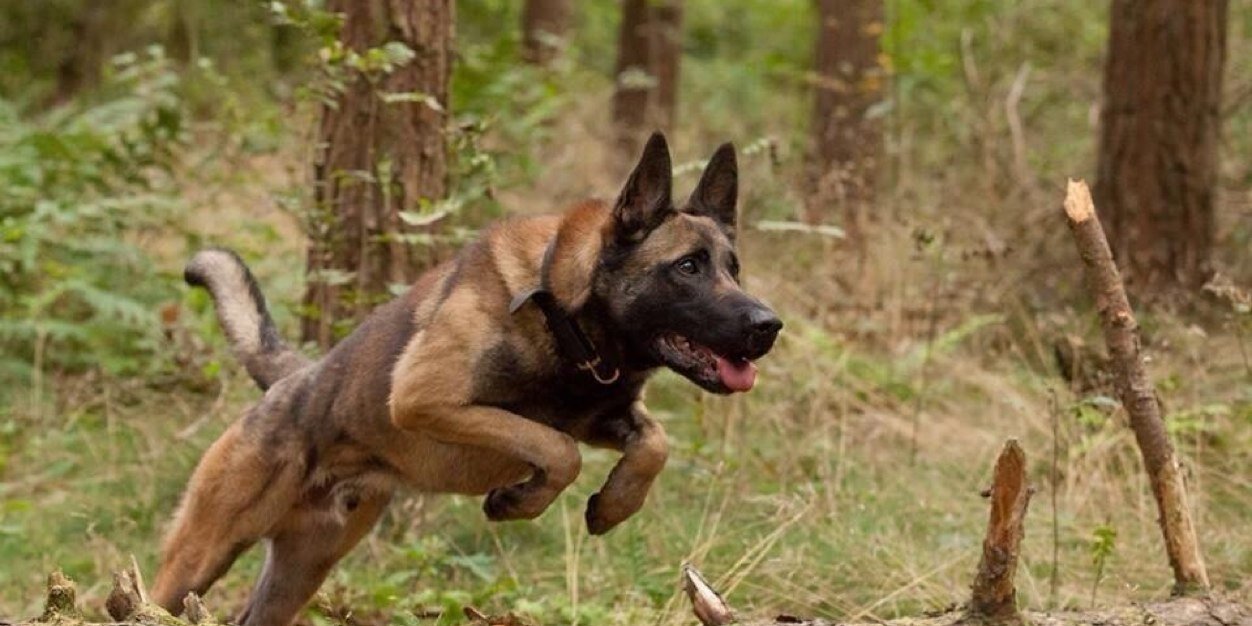 Charlie Sowerby banner