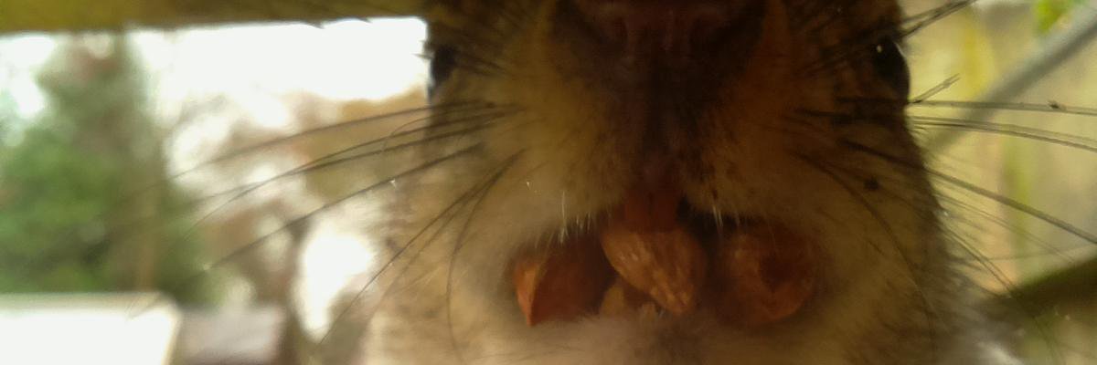 feeder_squirrel's profile banner image