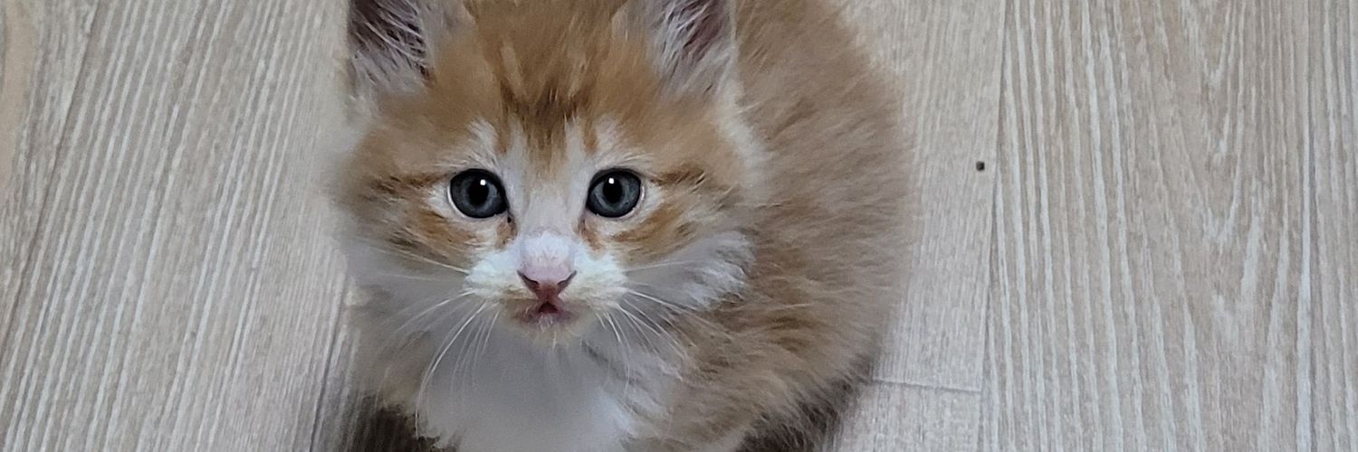 진영주의 타파 중도 무당파 이낙연 신당으로 banner