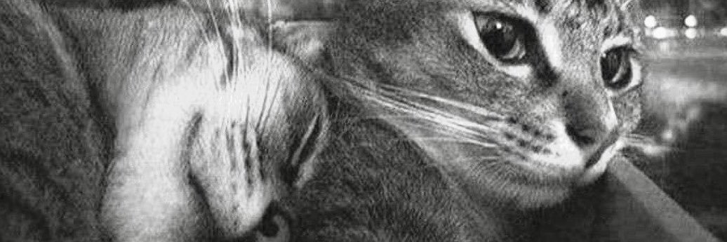 LUD611's profile banner image