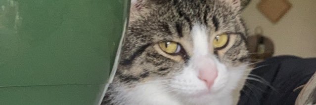 michelle_anni's profile banner image