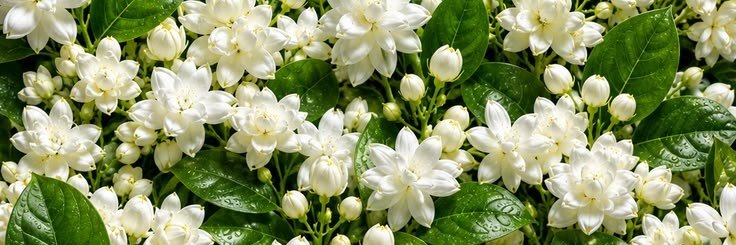 robina_ashraf's profile banner image