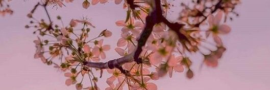 AntoMyan's profile banner image