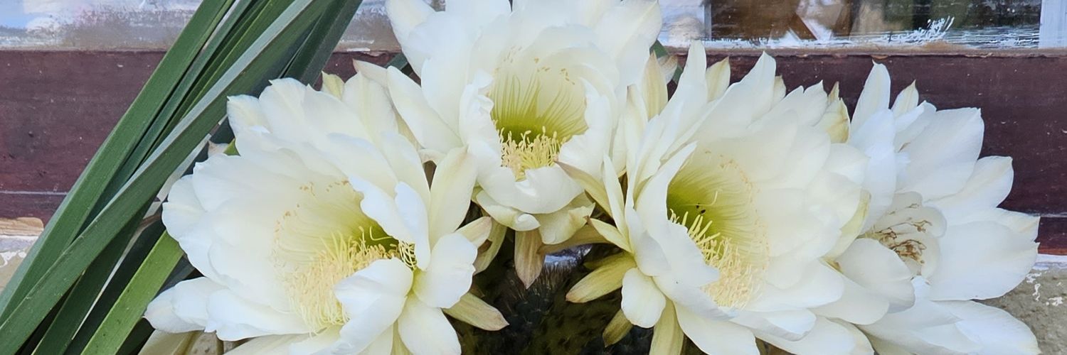 Mary💫 SIEMPRE💛 banner