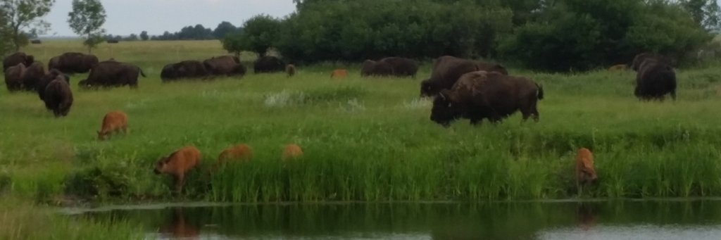 buffalobobby71's profile banner image