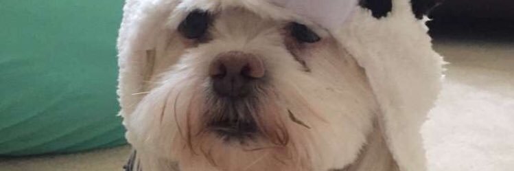 lillyptran's profile banner image
