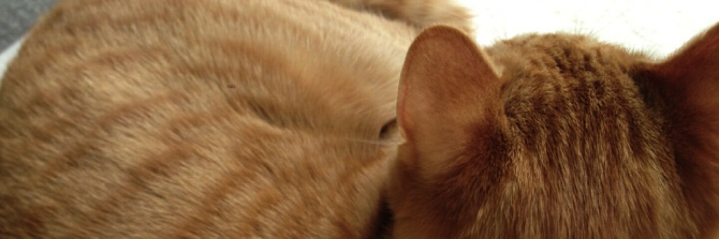 h_zarame's profile banner image