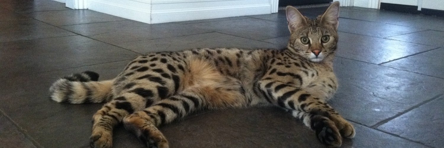 SpottedKitty3's profile banner image