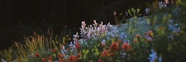 luisaz1710's profile banner image