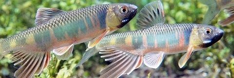 enoha's profile banner image