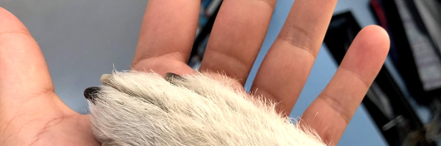 ekoli482's profile banner image