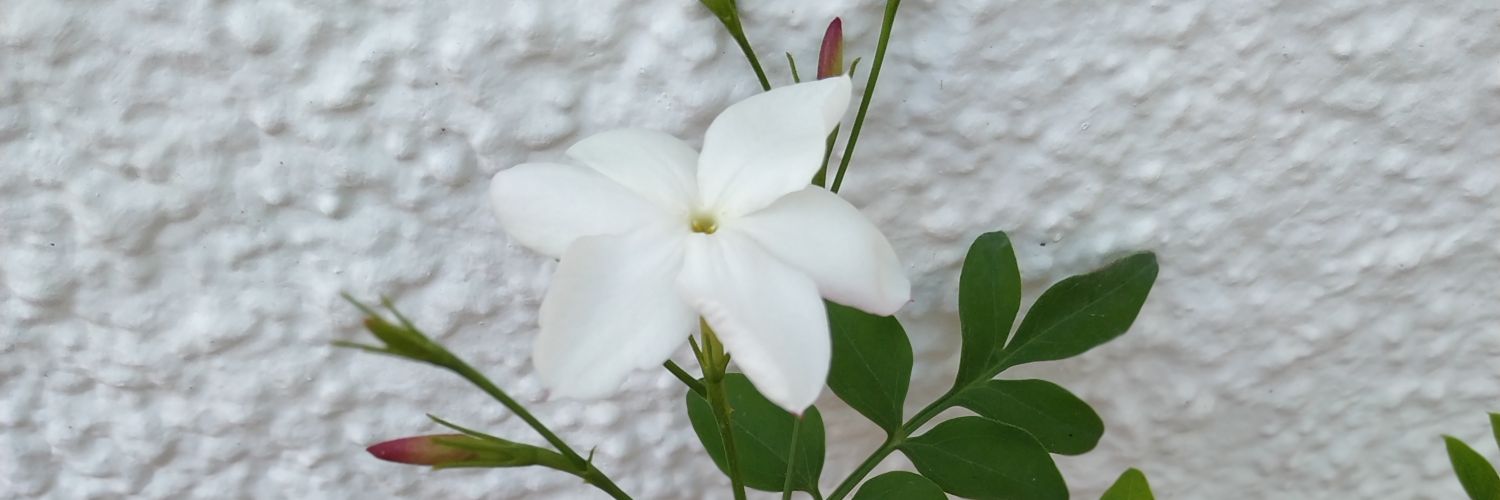 DAFNE1972's profile banner image