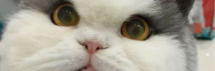 hailalonely's profile banner image