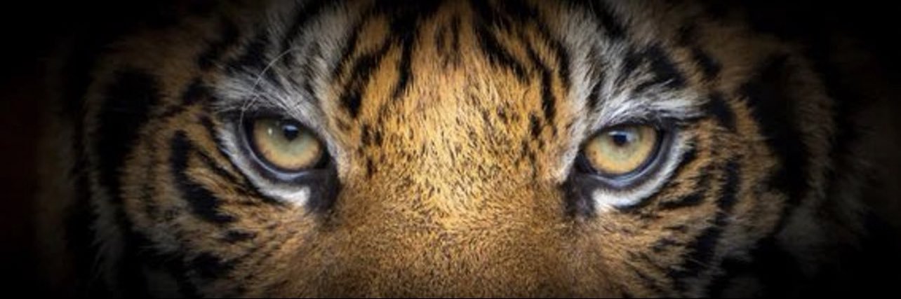 Dubai Sam banner
