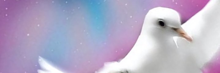 حمامة السلام🕊🌺 banner