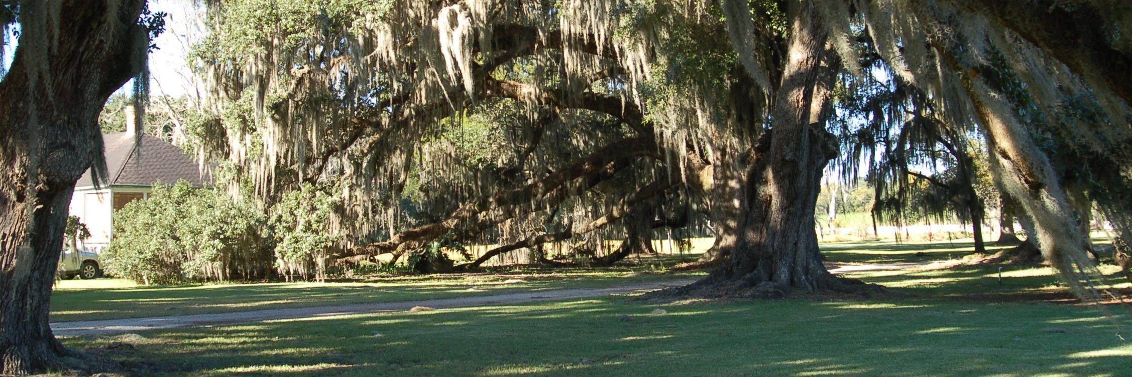 Susan Bistransin, NBCT banner