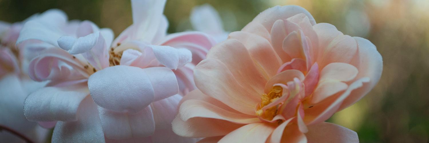 bushbark's profile banner image