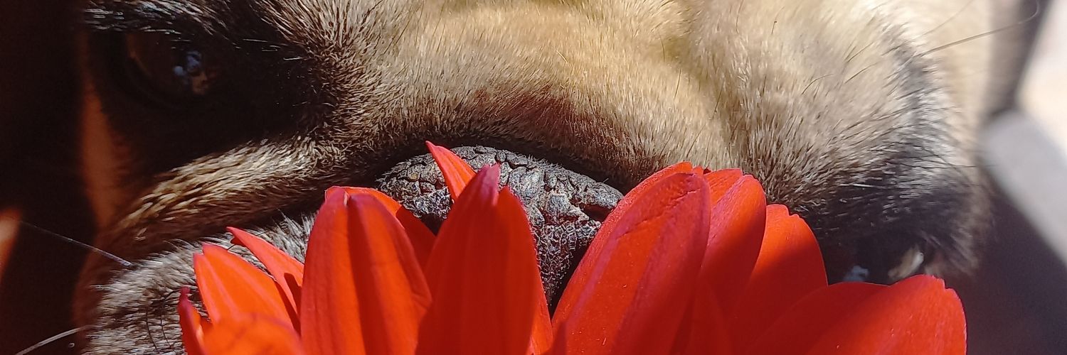 EmiRubini's profile banner image
