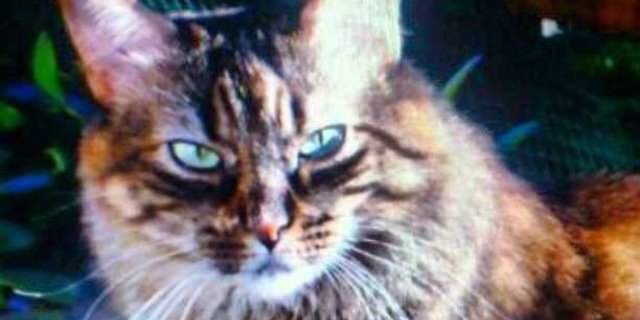Raquel_adameG's profile banner image