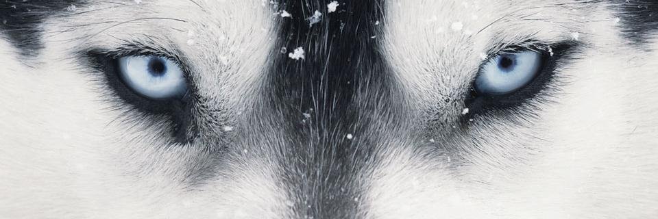 ziocker's profile banner image